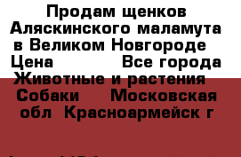 Продам щенков Аляскинского маламута в Великом Новгороде › Цена ­ 5 000 - Все города Животные и растения » Собаки   . Московская обл.,Красноармейск г.